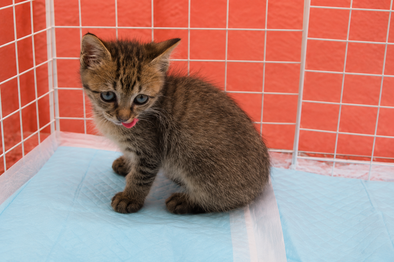 Home little cat (2)