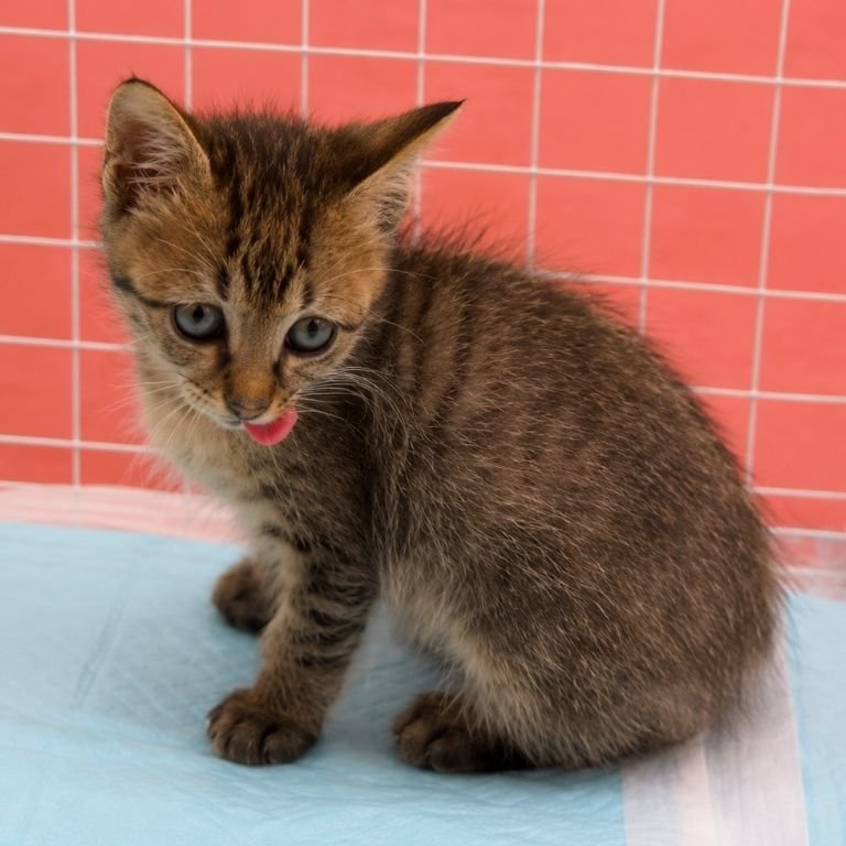 Home little cat